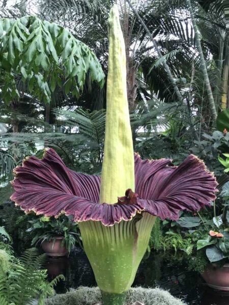 Giant flower spike of Amorphophallus titanum which is the world's worst smelling plant