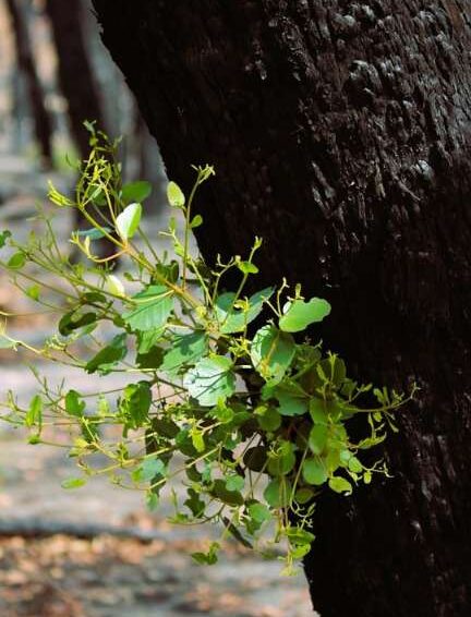 Burnt tree trunk with fresh green regrowth coming out of the side
