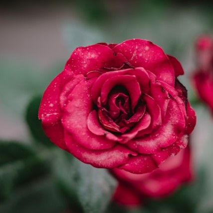 red rose in bloom